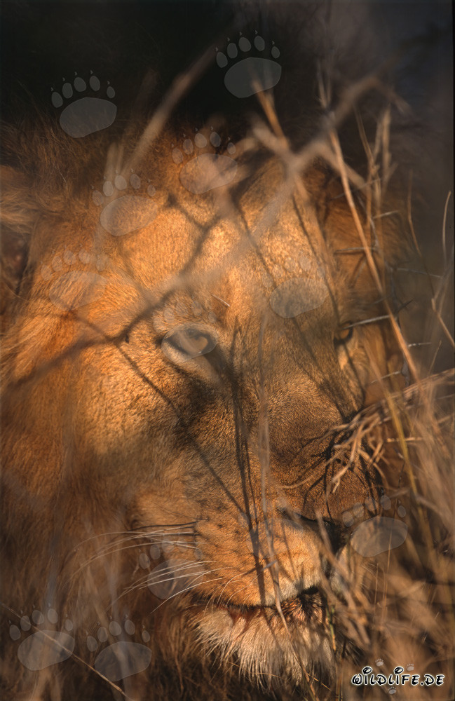 Maestoso leone africano nella luce dorata del mattino