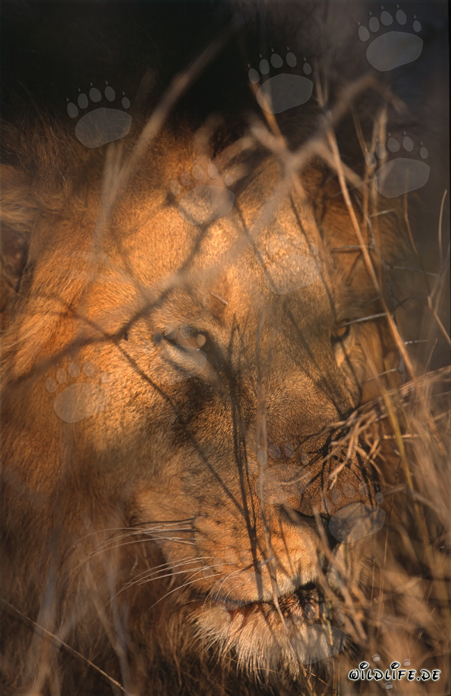 Lion africain majestueux dans la lumière dorée du matin