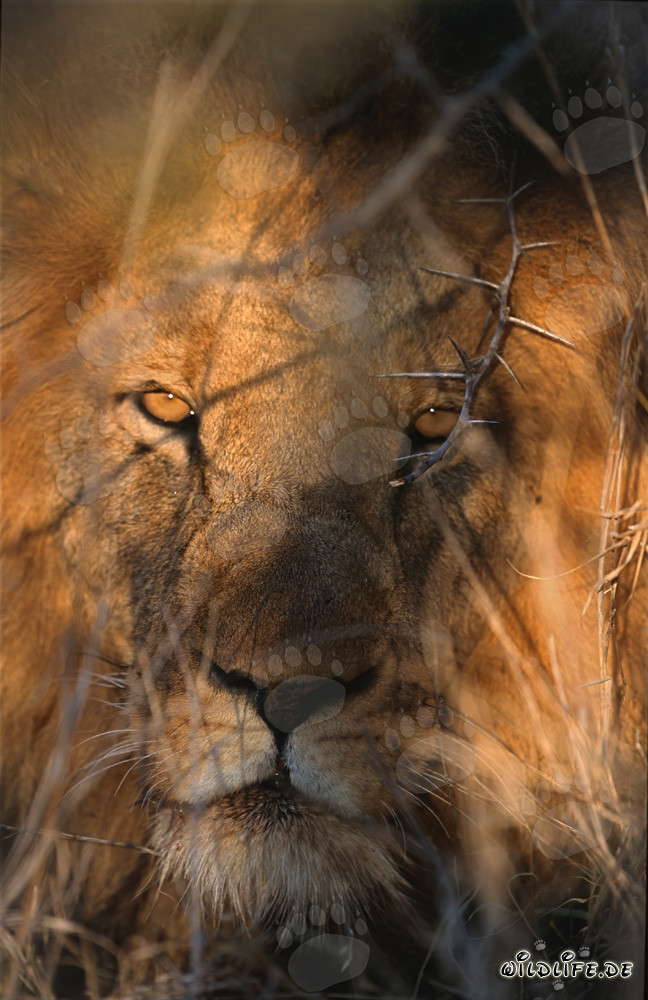 León africano majestuoso en la luz dorada de la mañana