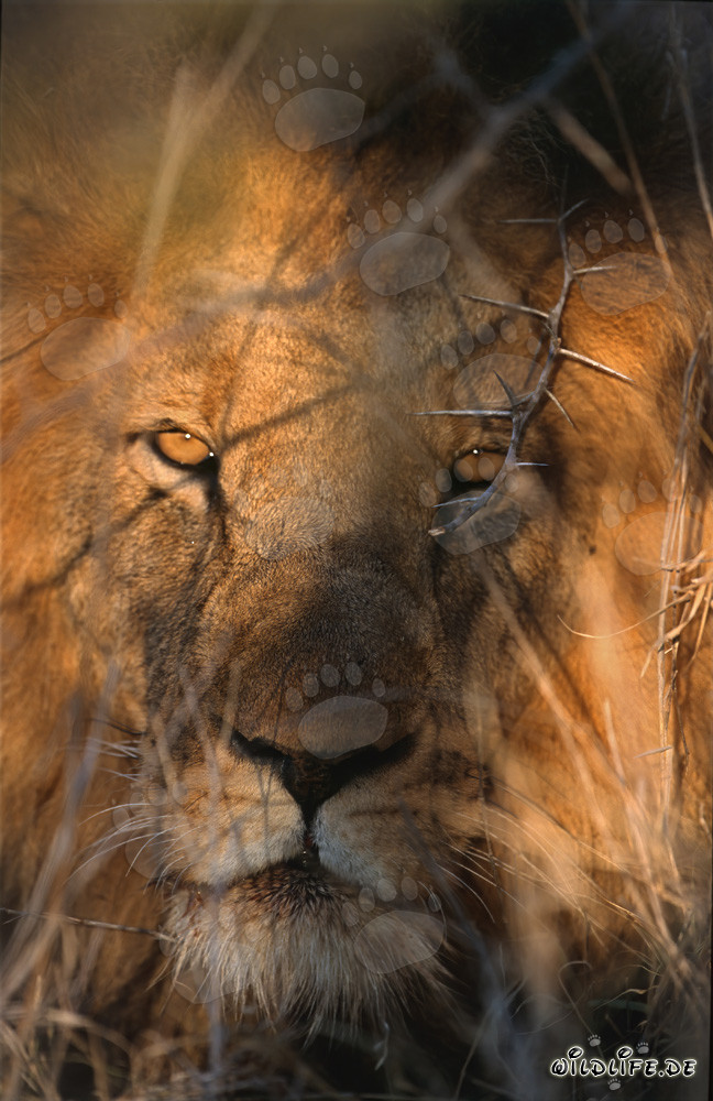 Lion africain majestueux dans la lumière dorée du matin