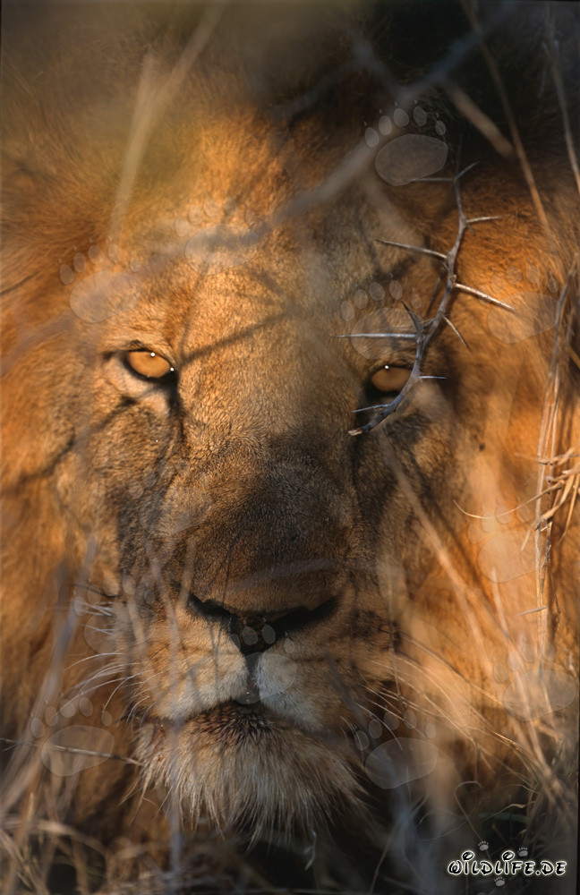 Maestoso leone africano nella luce dorata del mattino