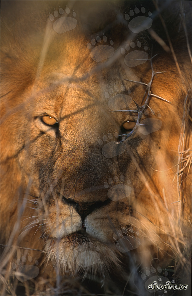 Majestic African Lion in the Golden Morning Light
