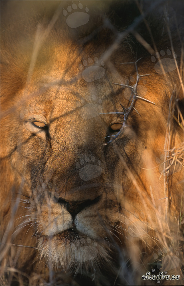Majestic lion in the early morning in the thorny bush