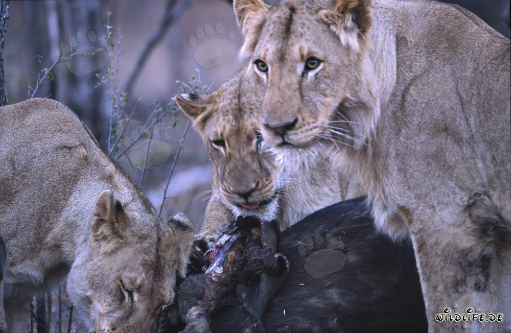 Female African lions (Panthera leo) successfully hunt a buffalo in the savanna