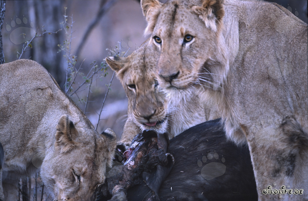 Leonas (Panthera leo) cazan con éxito un búfalo en la sabana