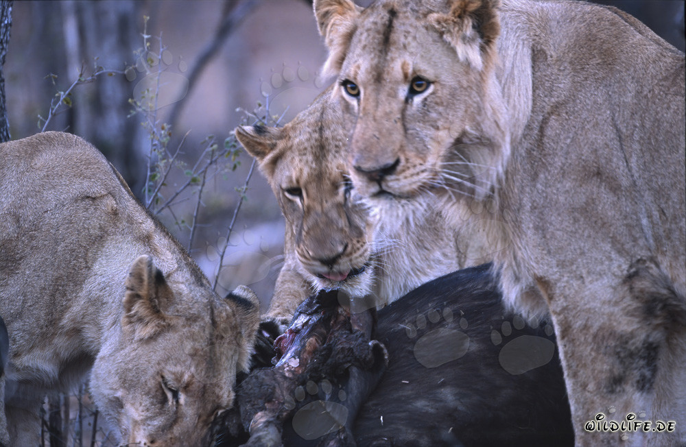 Leonesse (Panthera leo) cacciano con successo un bufalo nella savana