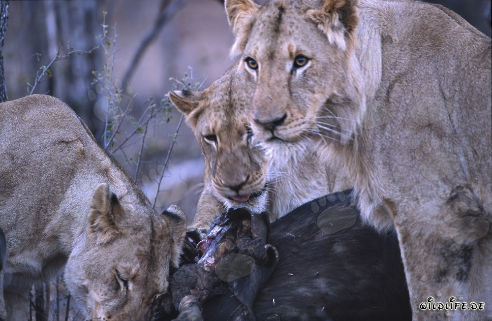 Lionnes (Panthera leo) capturent avec succès un buffle dans la savane