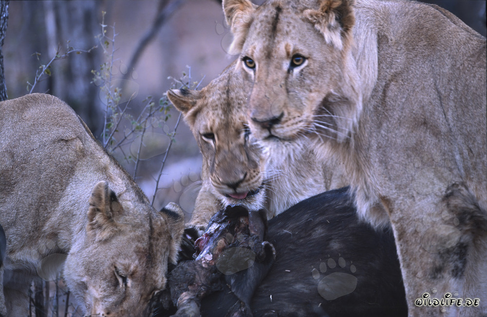 Loewinen (Panthera leo) erbeuten erfolgreich einen Bueffel in der Savanne