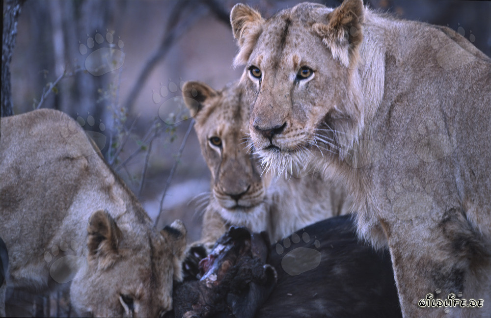 Leonas abaten un búfalo en la sabana de Sudáfrica