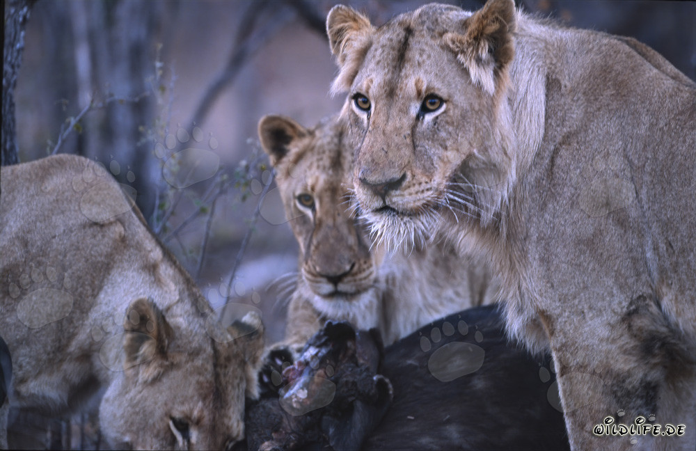 Leonesse abbattendo un bufalo nella savana del Sud Africa