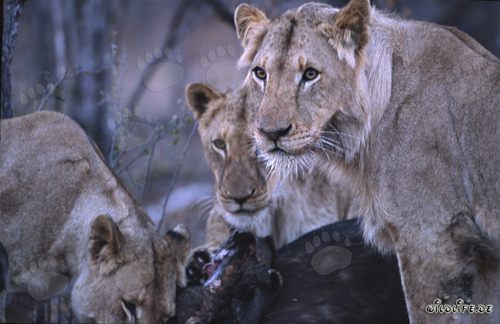 Lionesses hunt down a buffalo in the savanna of South Africa