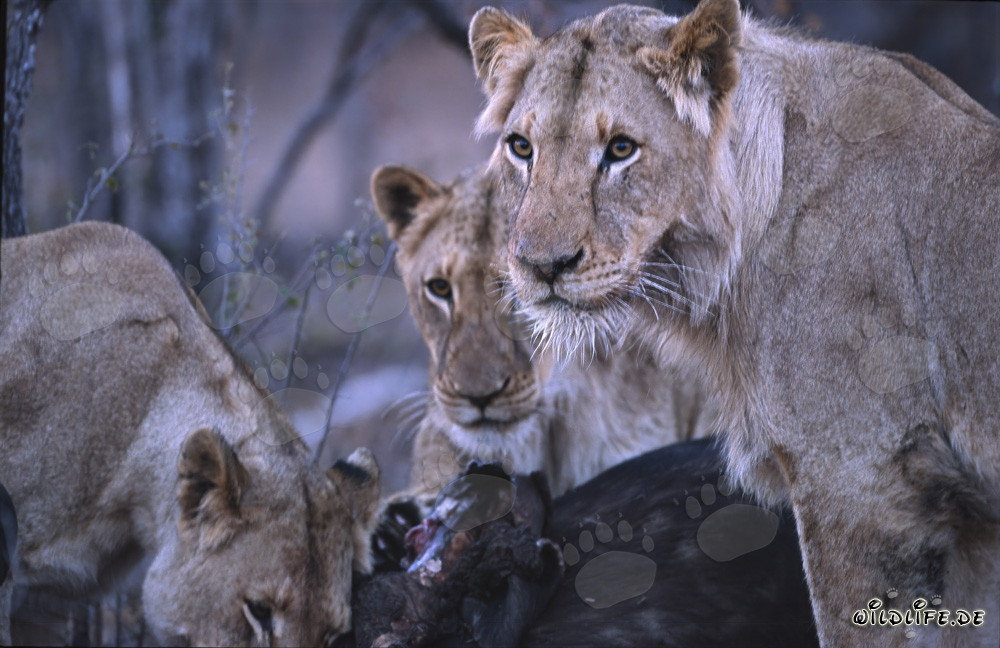 Lionnes abattant un buffle dans la savane d'Afrique du Sud