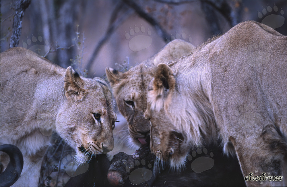 Female African lions (Panthera leo) hunting prey in the African savannah