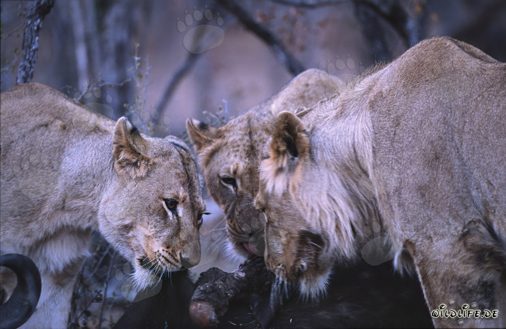 Leonas (Panthera leo) cazan presas en la sabana africana