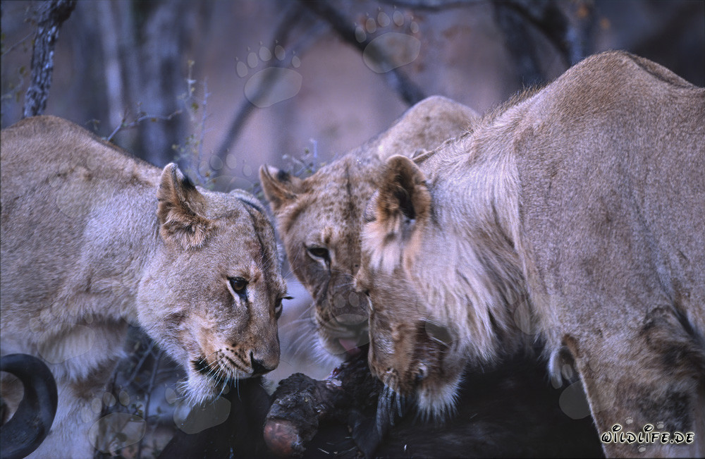 Leonesse (Panthera leo) cacciano prede nella savana africana