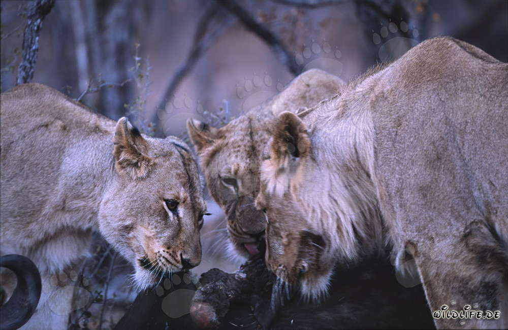 Lionnes (Panthera leo) chassent des proies dans la savane africaine