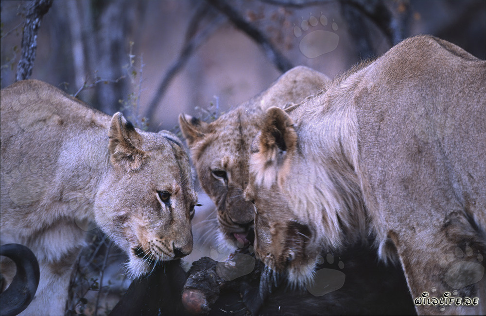 Loewinen (Panthera leo) jagen Beute in der afrikanischen Savanne