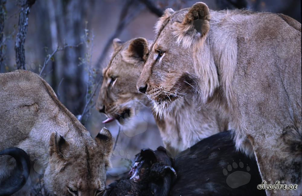 Female African Lions (Panthera leo) Sharing Prey in the South African Savanna