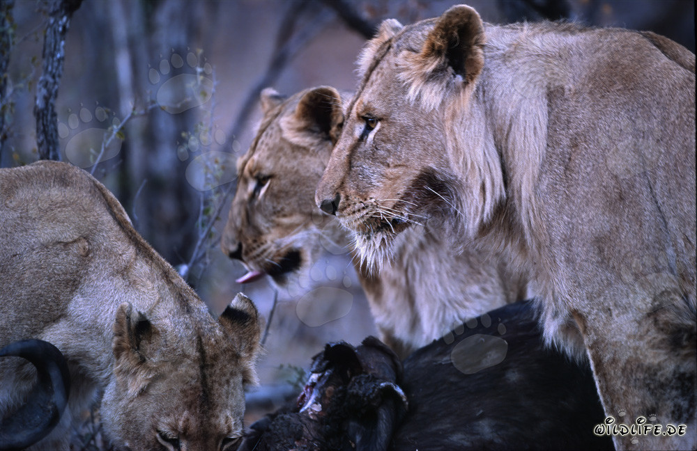 Leonas (Panthera leo) compartiendo la presa en la sabana de Sudáfrica