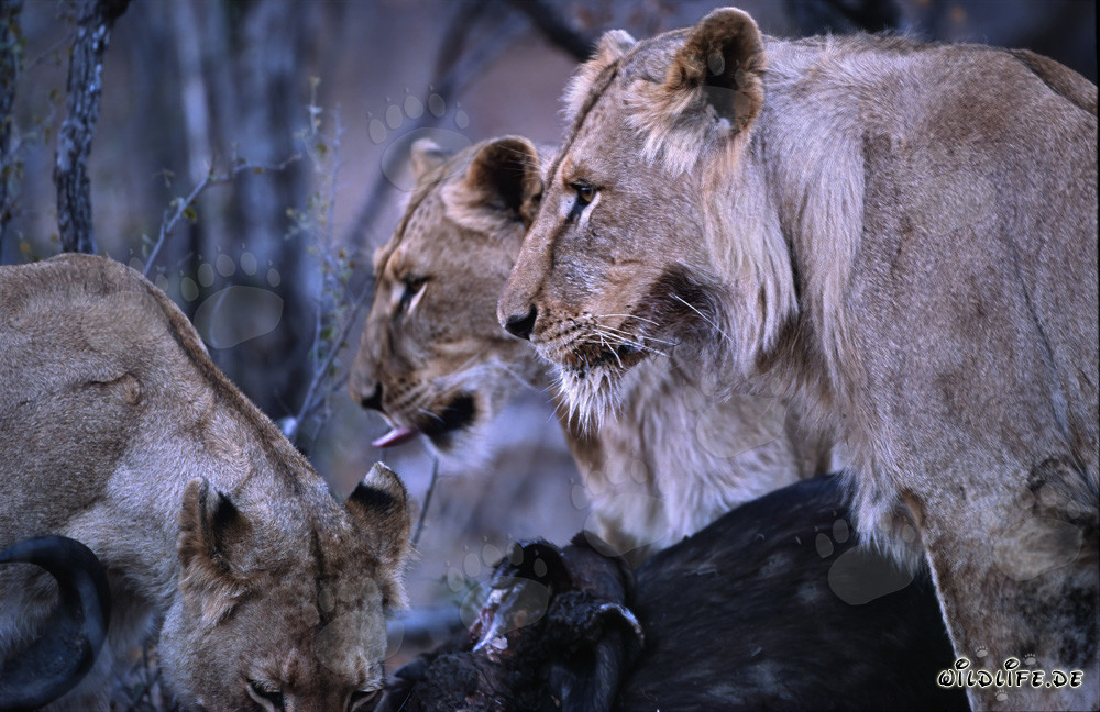 Leonesse (Panthera leo) condividono la preda nella savana del Sud Africa