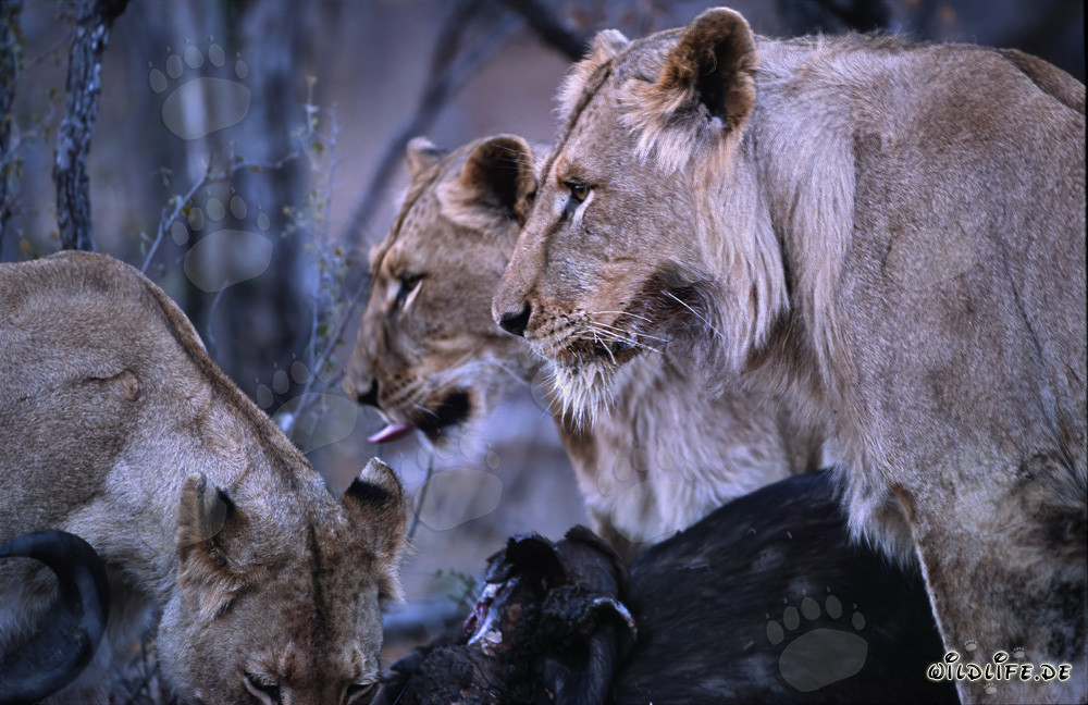 Lionnes (Panthera leo) partageant la proie dans la savane d'Afrique du Sud