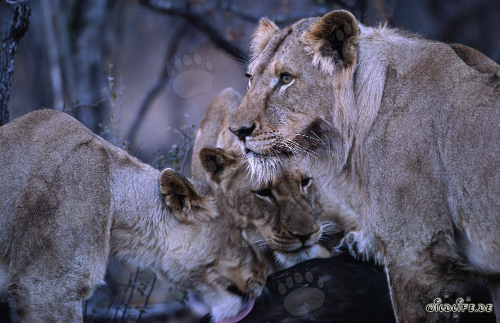 Tres majestuosas leonas abaten un imponente búfalo