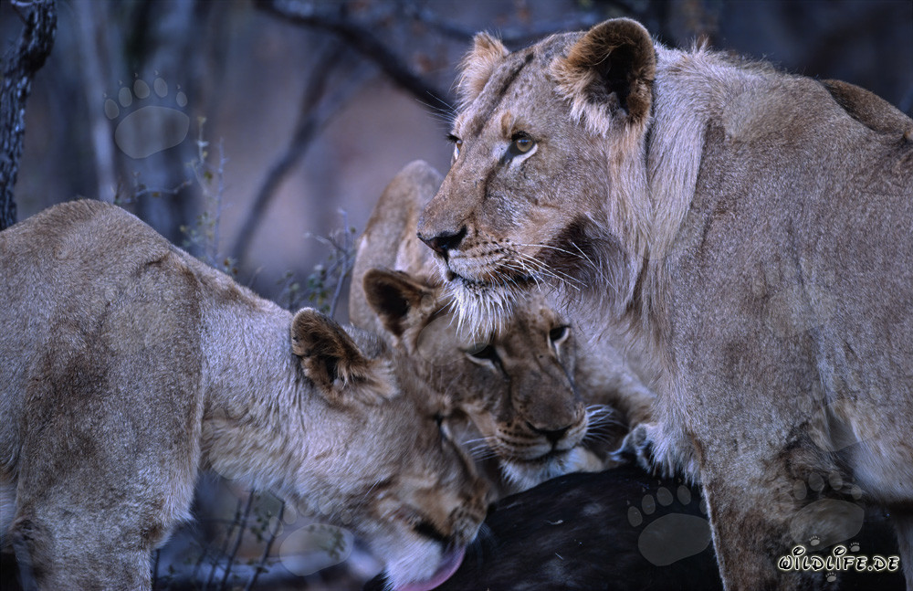 Tre maestose leonesse abbattere un imponente bufalo
