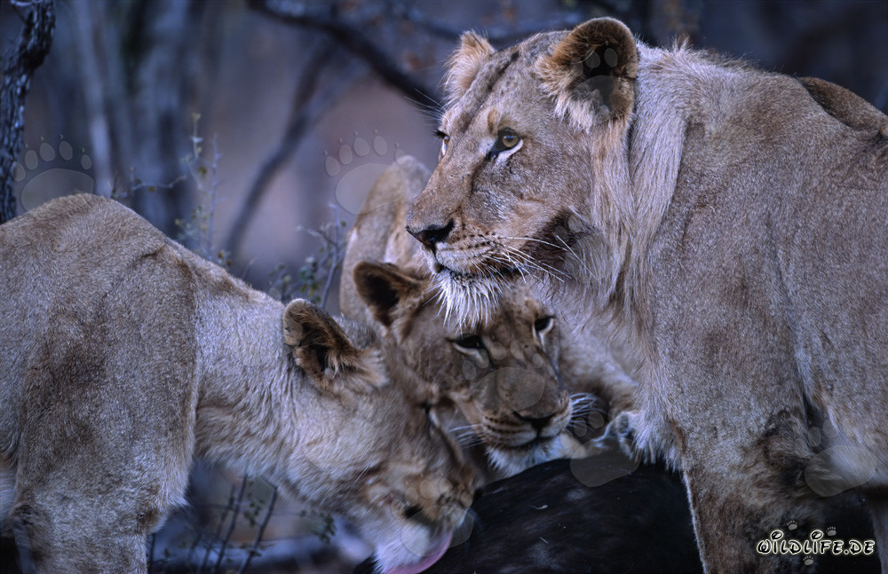 Three majestic lionesses take down an impressive buffalo