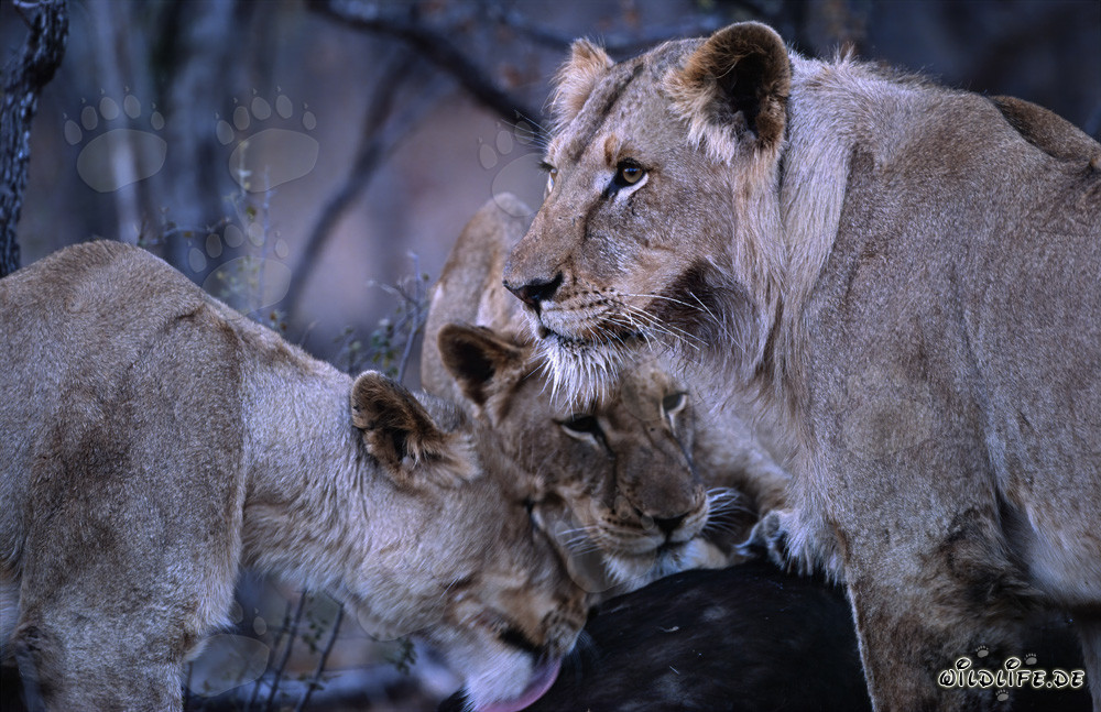 Trois lionnes majestueuses abattent un buffle imposant