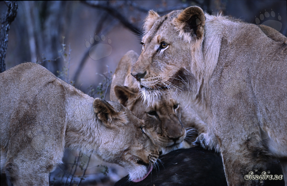 Leonas hambrientas cazan en la sabana africana