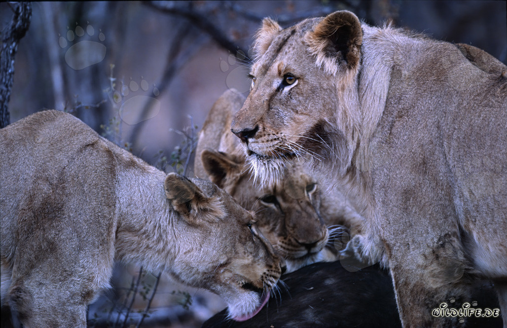 Leonesse affamate cacciano nella savana africana