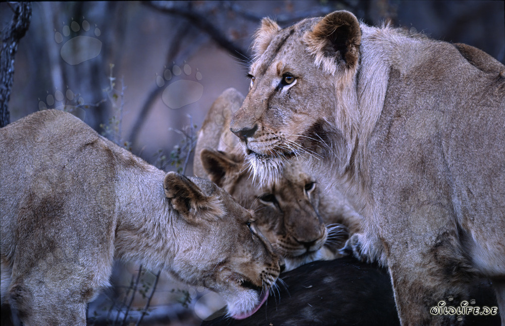 Hungry lionesses hunting in the African savannah
