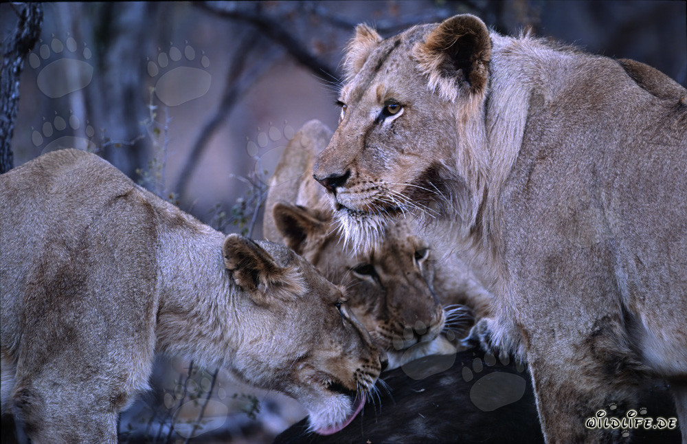 Lionnes affamées chassent dans la savane africaine