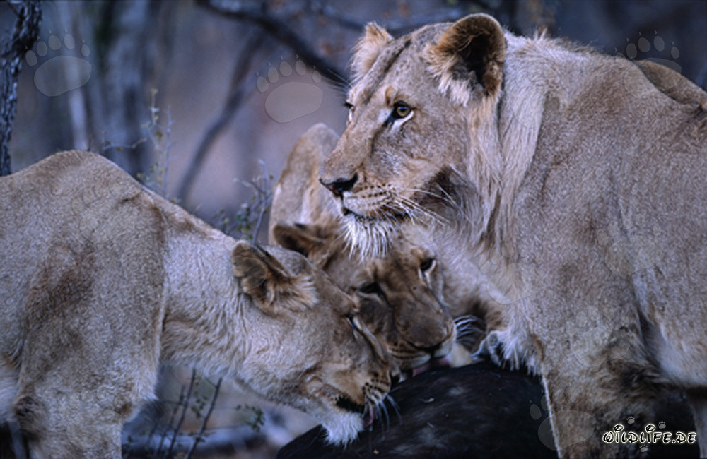 Dos majestuosas leonas cazan a su presa en la sabana de Sudáfrica