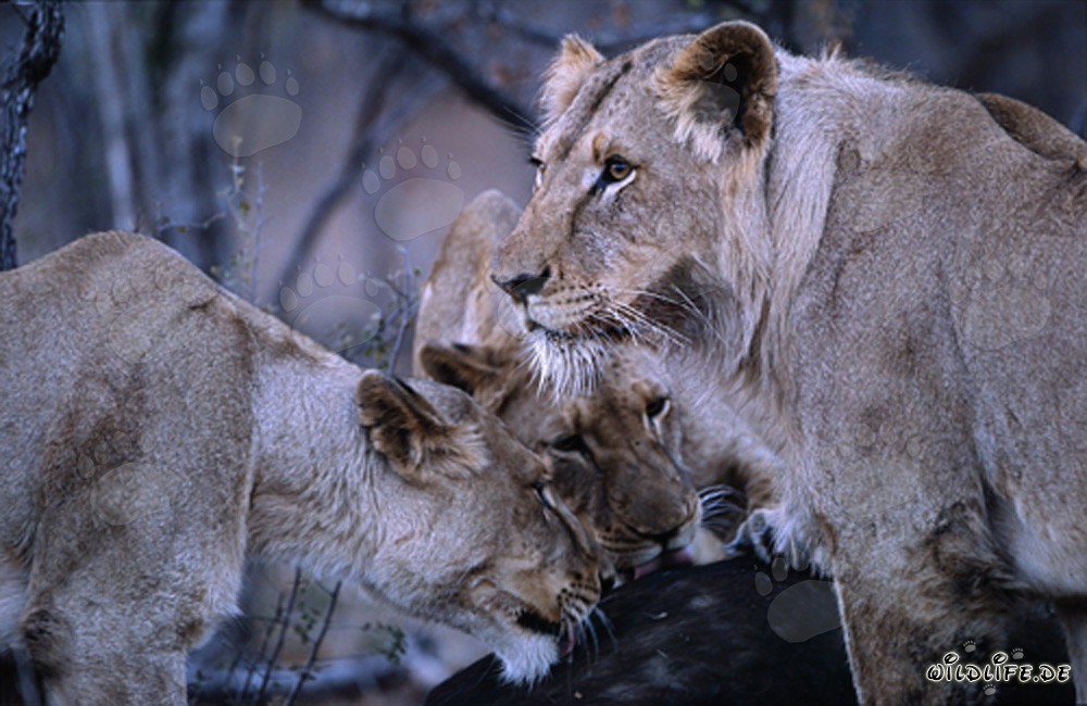 Due maestose leonesse cacciano la loro preda nella savana del Sudafrica