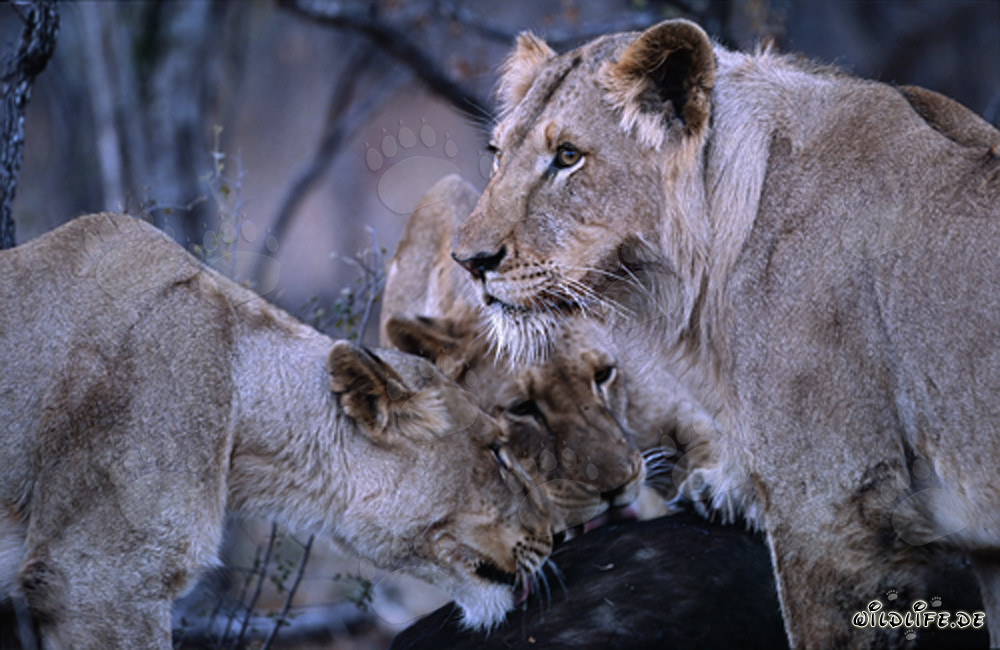 Deux lionnes majestueuses chassent leur proie dans la savane d'Afrique du Sud