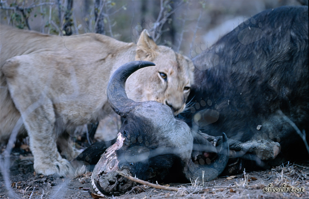 Hungry African lioness kills a buffalo in the savannah