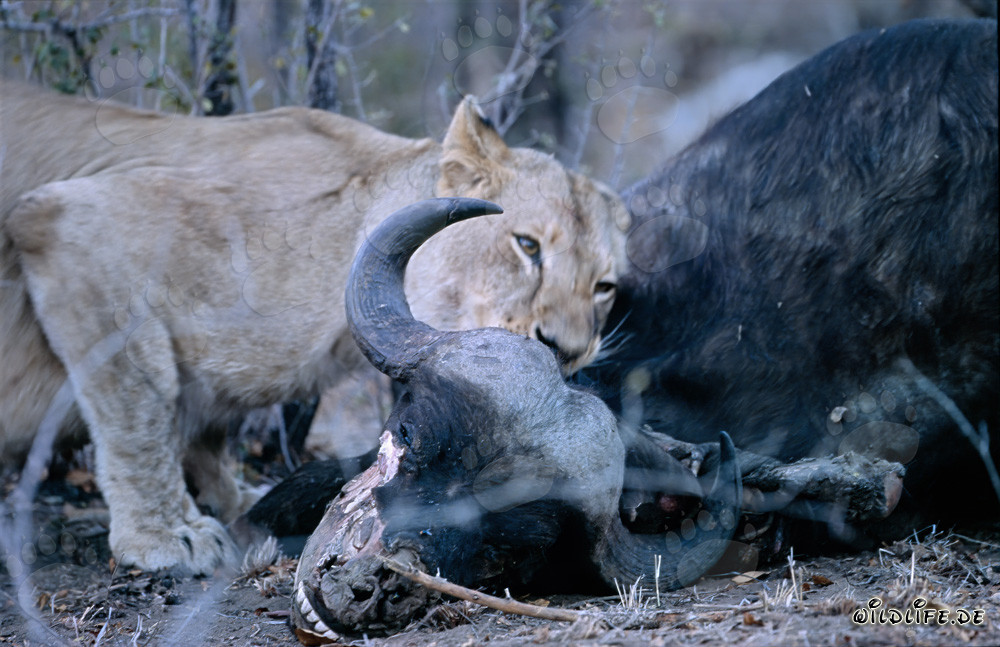 Leona africana hambrienta abate un búfalo en la sabana