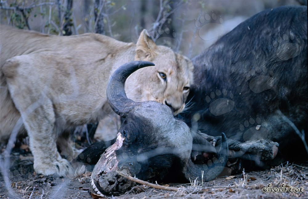 Leone africano affamato abbatte un bufalo nella savana
