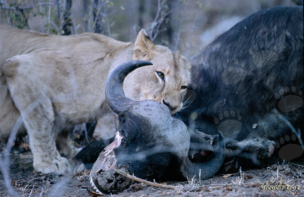 Lionne africaine affamée abat un buffle dans la savane