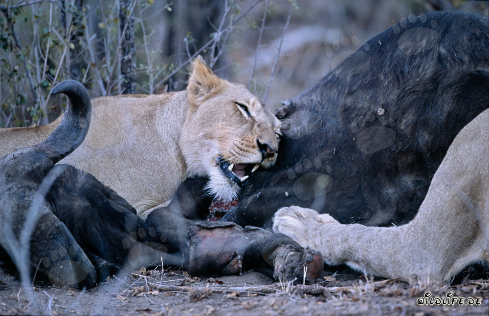 Leones africanos cazan y abaten presas en la sabana