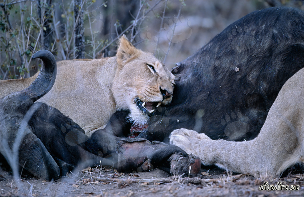 Leoni africani cacciano ed abbattano prede nella savana