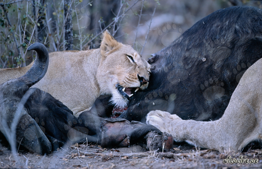 Lions africains chassent et abattent des proies dans la savane