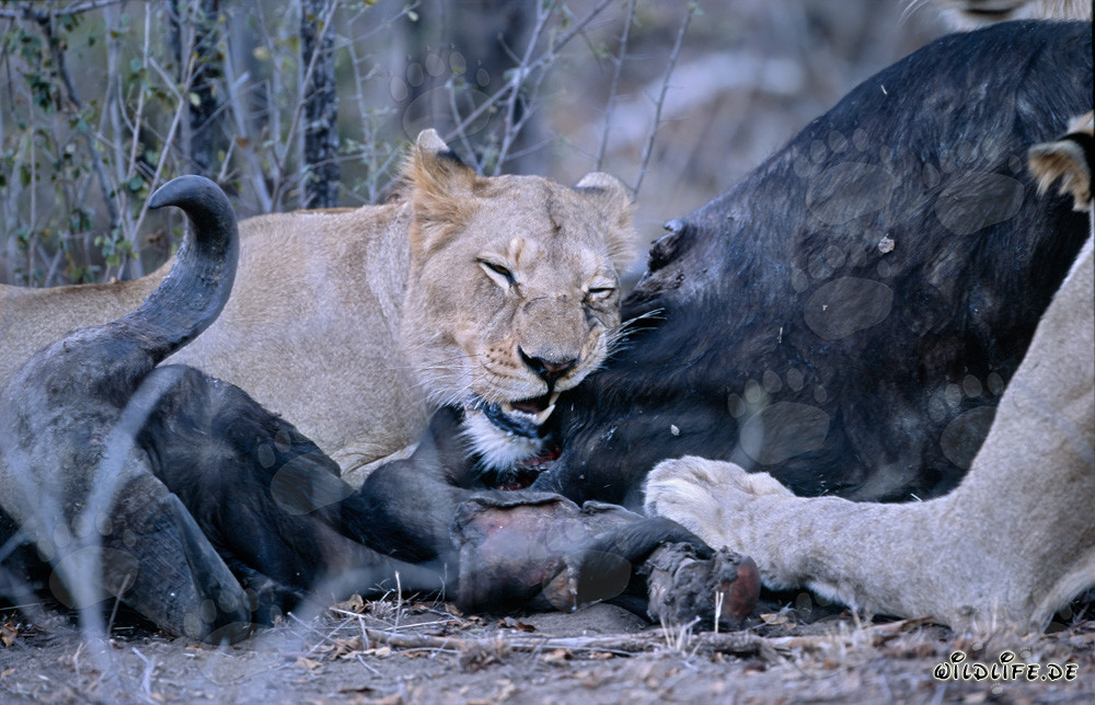 I maestosi leoni nella savana africana