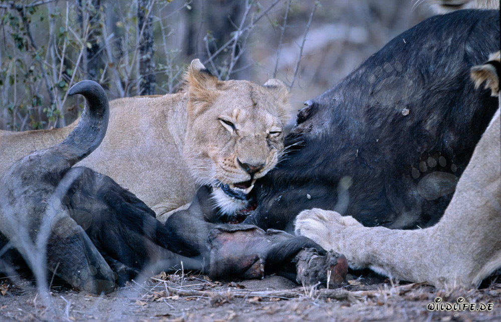 The majestic lions in the African savanna