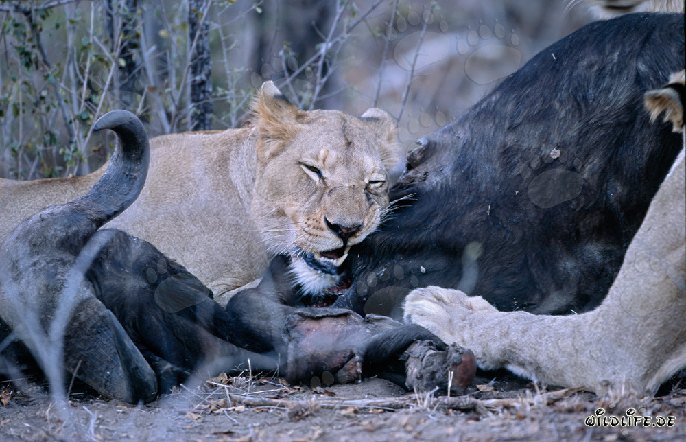 Les majestueux lions de la savane africaine