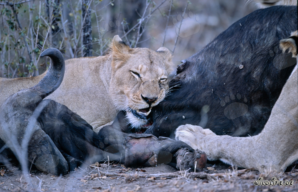 Los majestuosos leones en la sabana africana