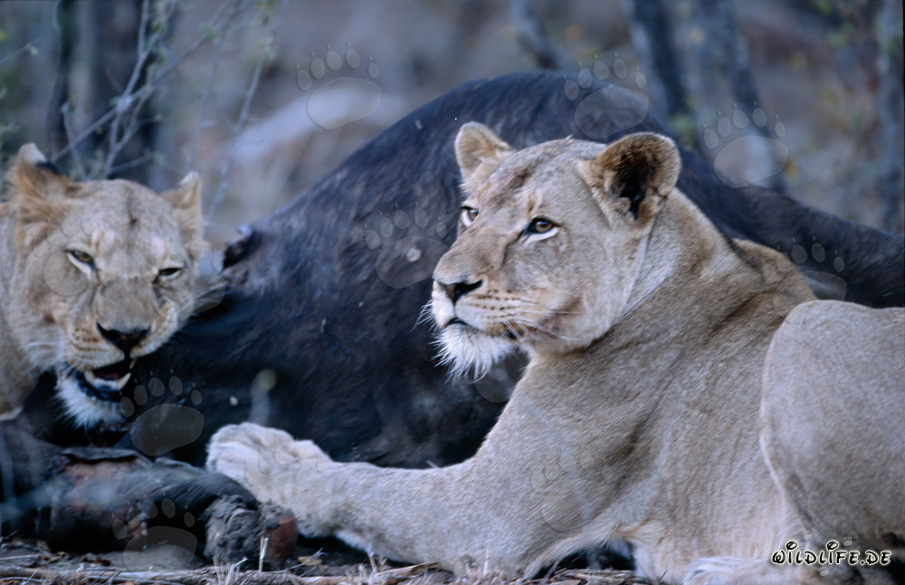 Lionesses hunt a buffalo in the savanna