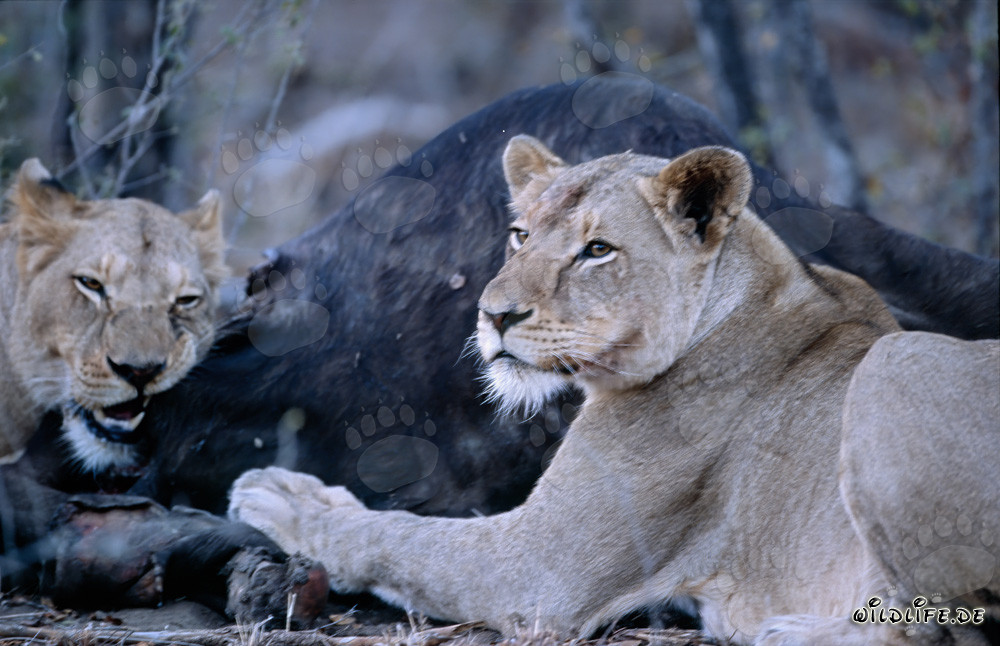 Lionnes chassant un buffle dans la savane