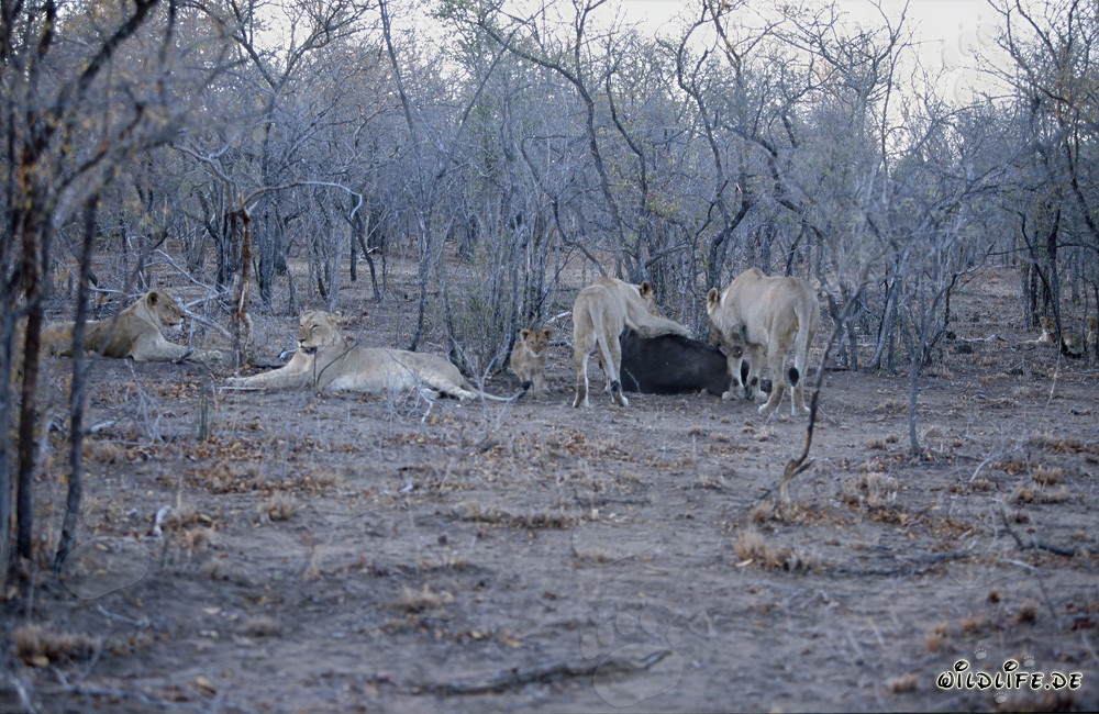 Imponente branco di leoni (Panthera leo) in caccia nella savana